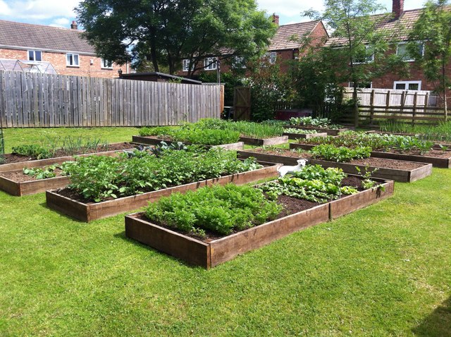 Picture of some trimmed shrubs