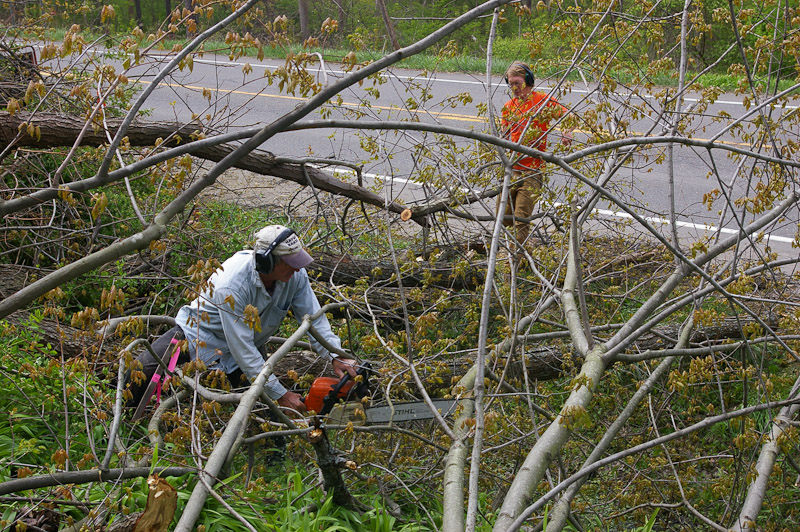 Picture of some trimmed shrubs
